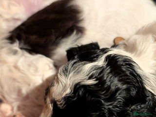 Miniature Poodle dogs Beautiful miniature parti viewing now - Advert 10