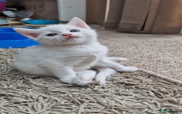 Mixed Breed cats for sale: White kittens. Ready Now. £150 each - Image 17