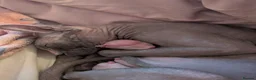 Sphynx cats for sale: Sphinx kittens  - Advert 3