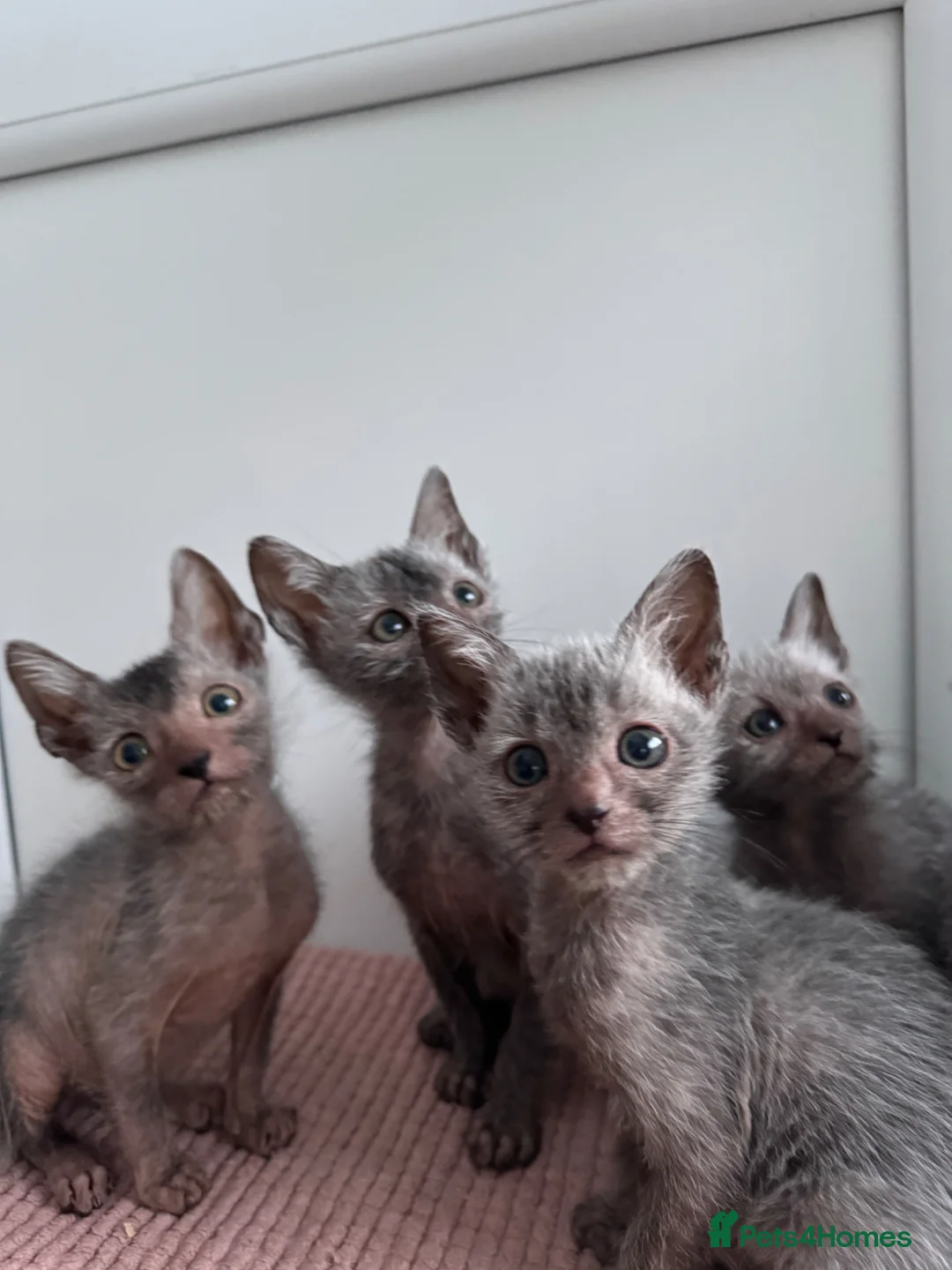 Lykoi cats for sale: Lykoi Kittens  - Advert 2