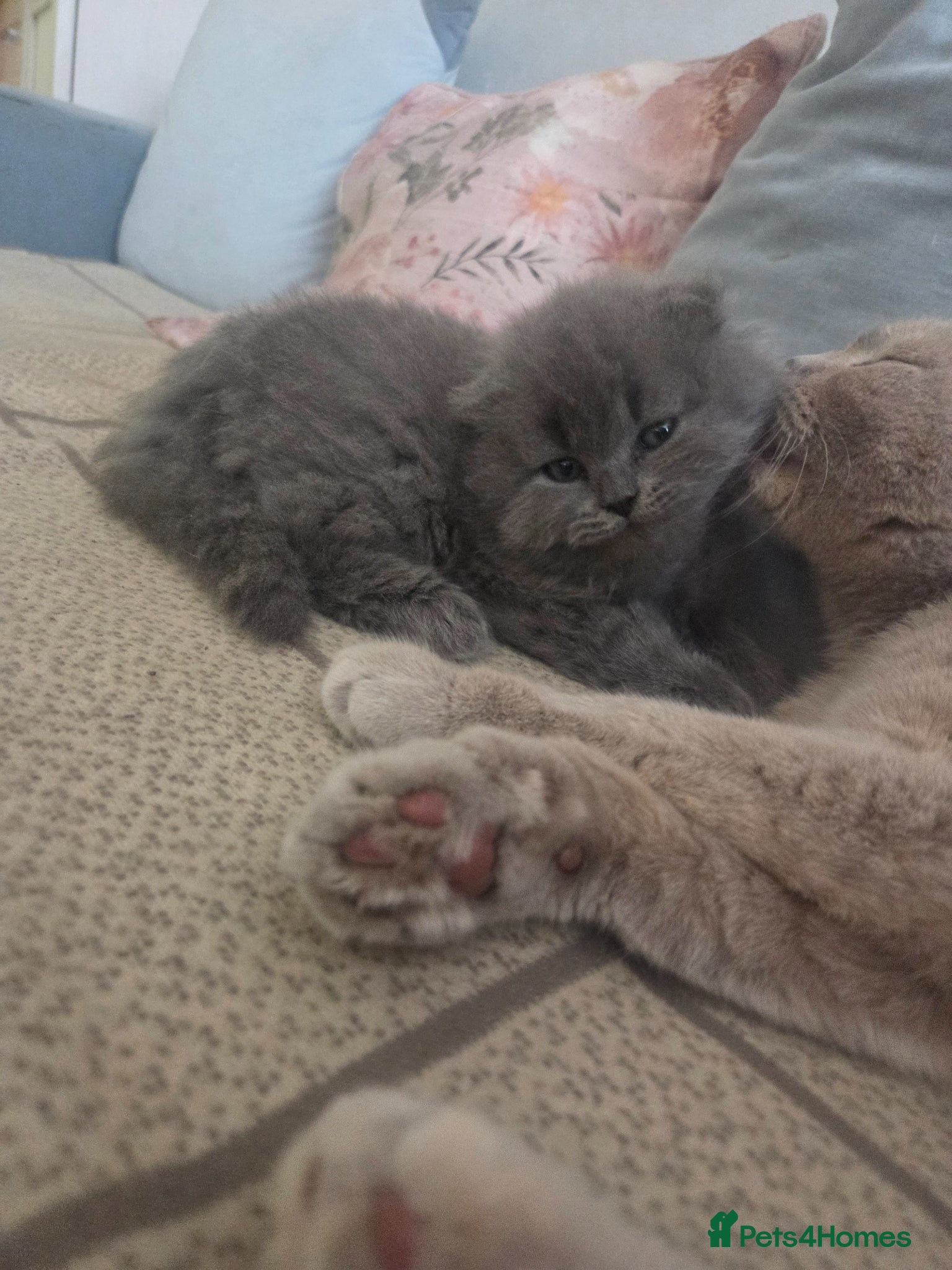 Scottish Fold cats for sale: Scottish kittens blue fold and straight boy, girl in Nottingham - Advert 23