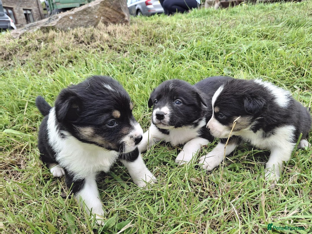 Mixed Breed dogs for sale: Border Collie x Australian Shepherd - Image 4