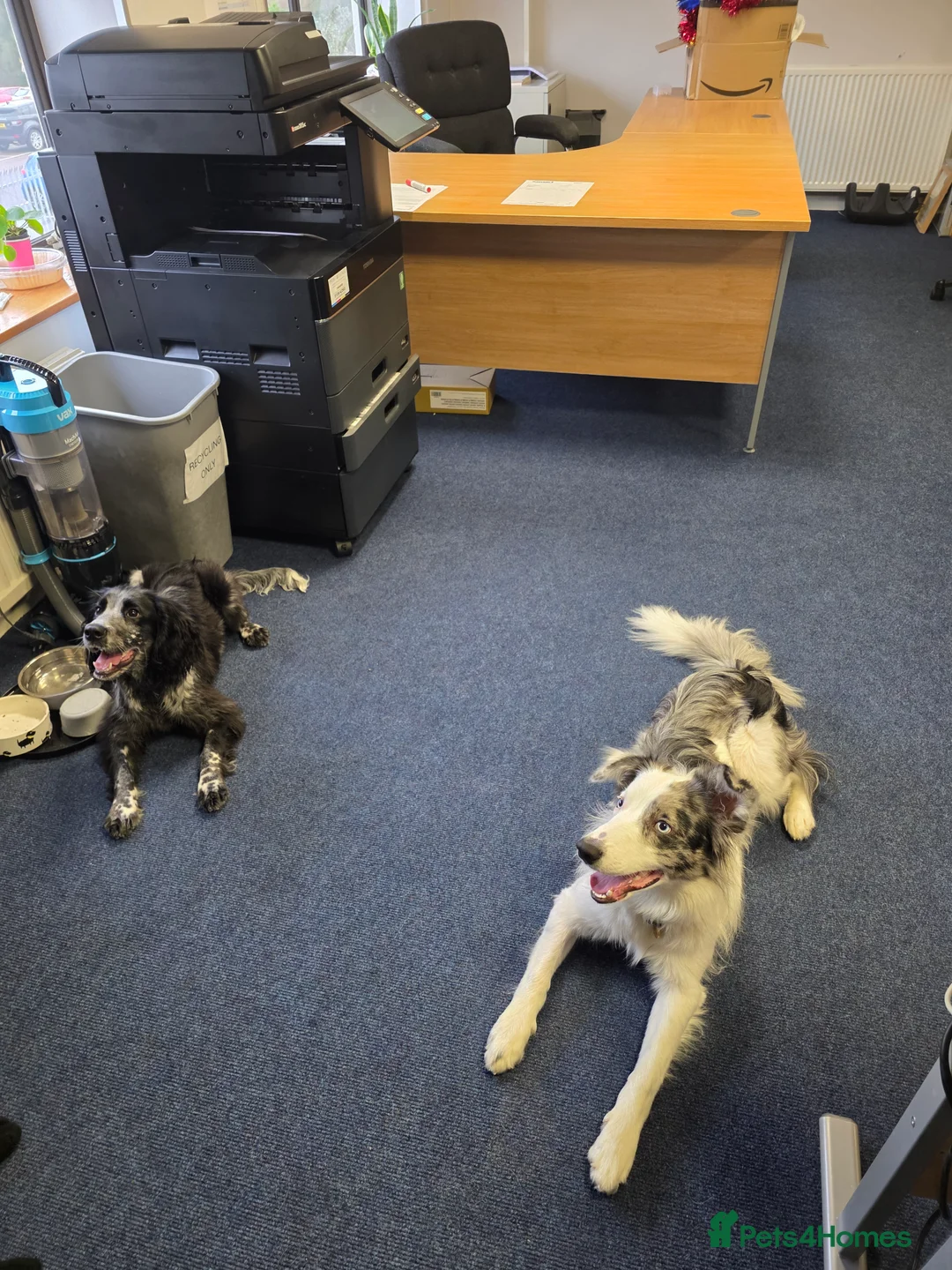 Border Collie dogs for sale: Marshall Blue merle border collie - Advert 3