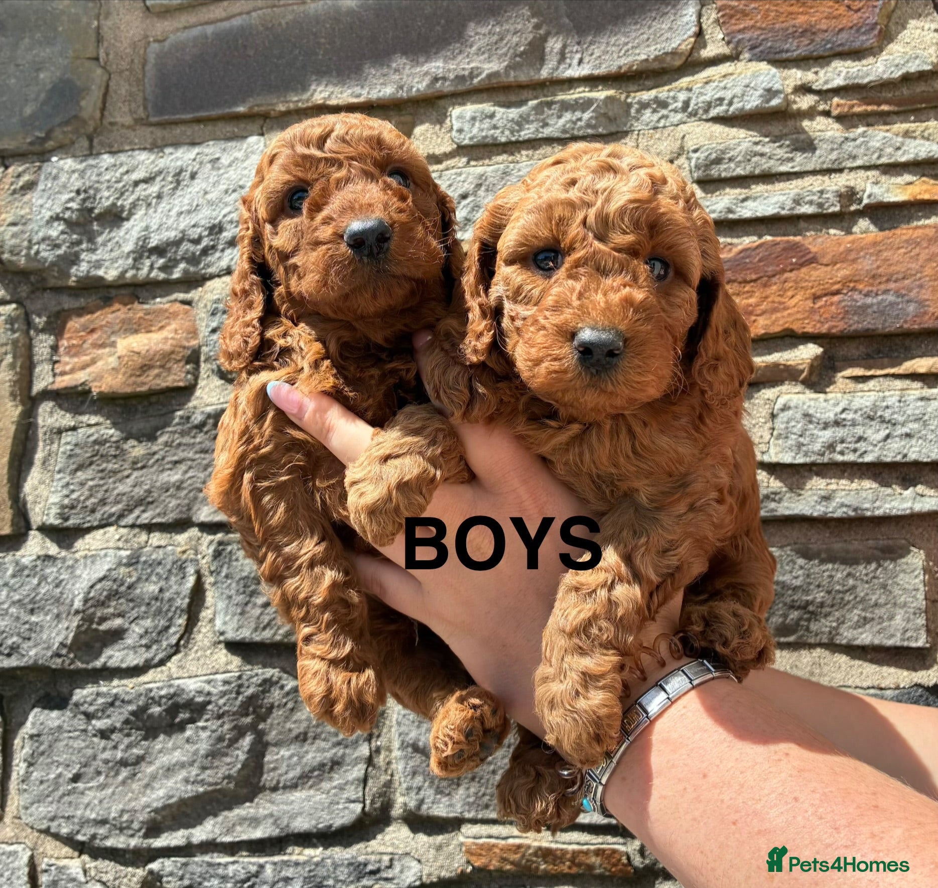 Cockapoo dogs F1b Cockapoo Puppies Available  - Advert 2