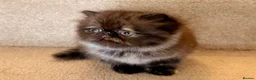 Persian cats for sale: Beautiful Pedigree Persian 1 Male 1 Female - Advert 10
