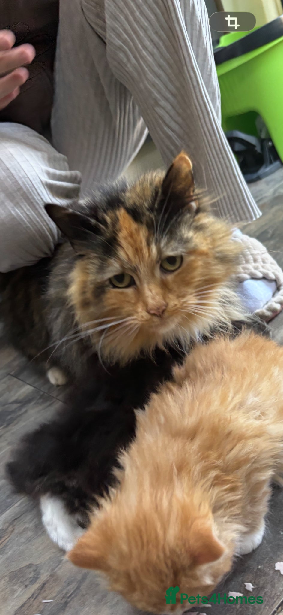 Mixed Breed cats Adorable Fluffy Male Kittens for Sale! - Advert 1