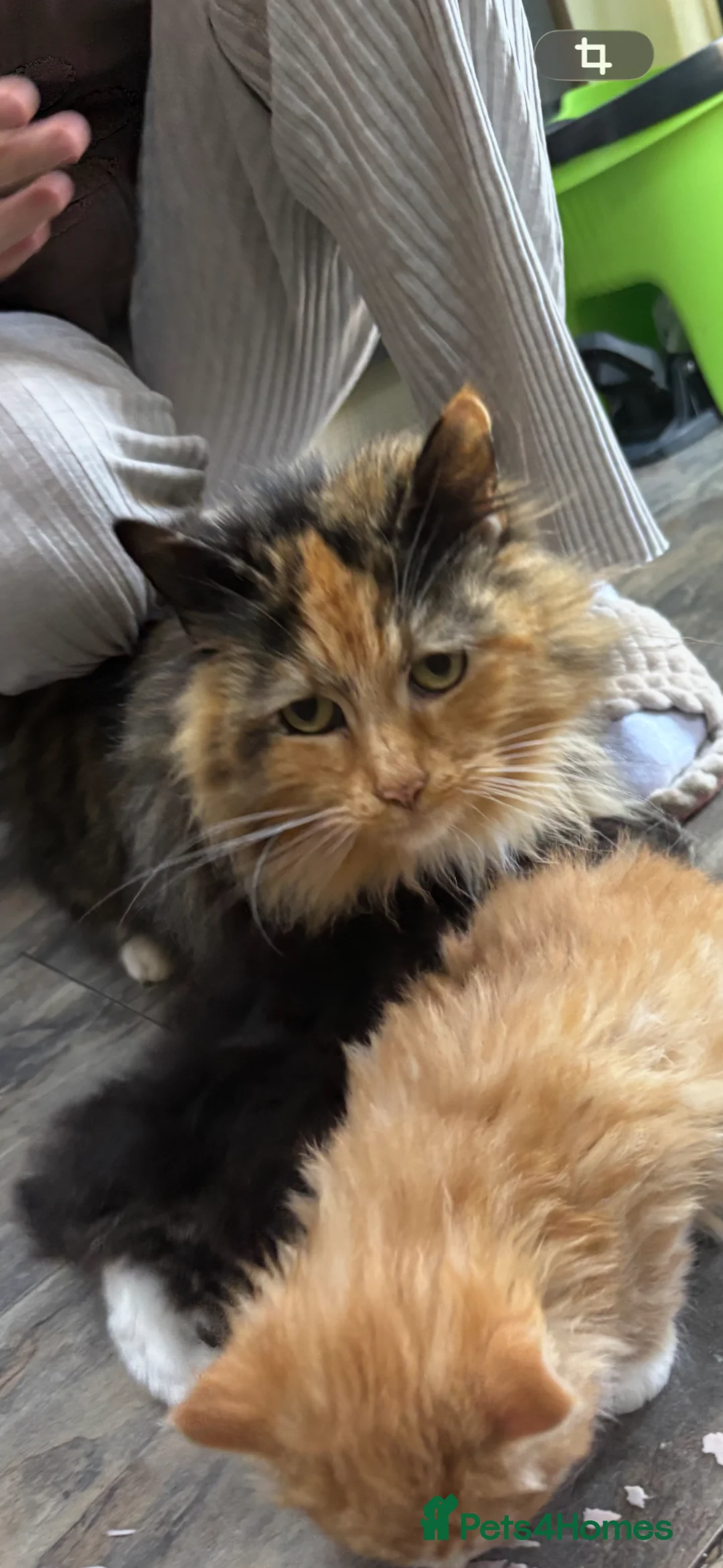 Mixed Breed cats for sale: Adorable Fluffy Male Kittens for Sale! - Advert 1