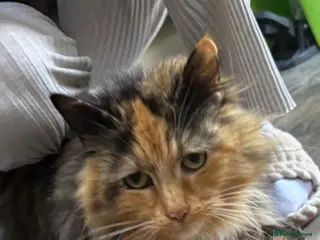 Mixed Breed cats Adorable Fluffy Male Kittens for Sale! - Advert 1