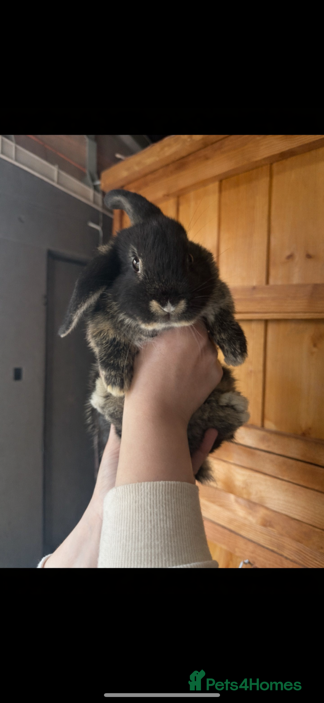 Mini Lop rabbits for sale: Mini Lops Vienna Gene 1 Female and 3 Male  - Advert 5