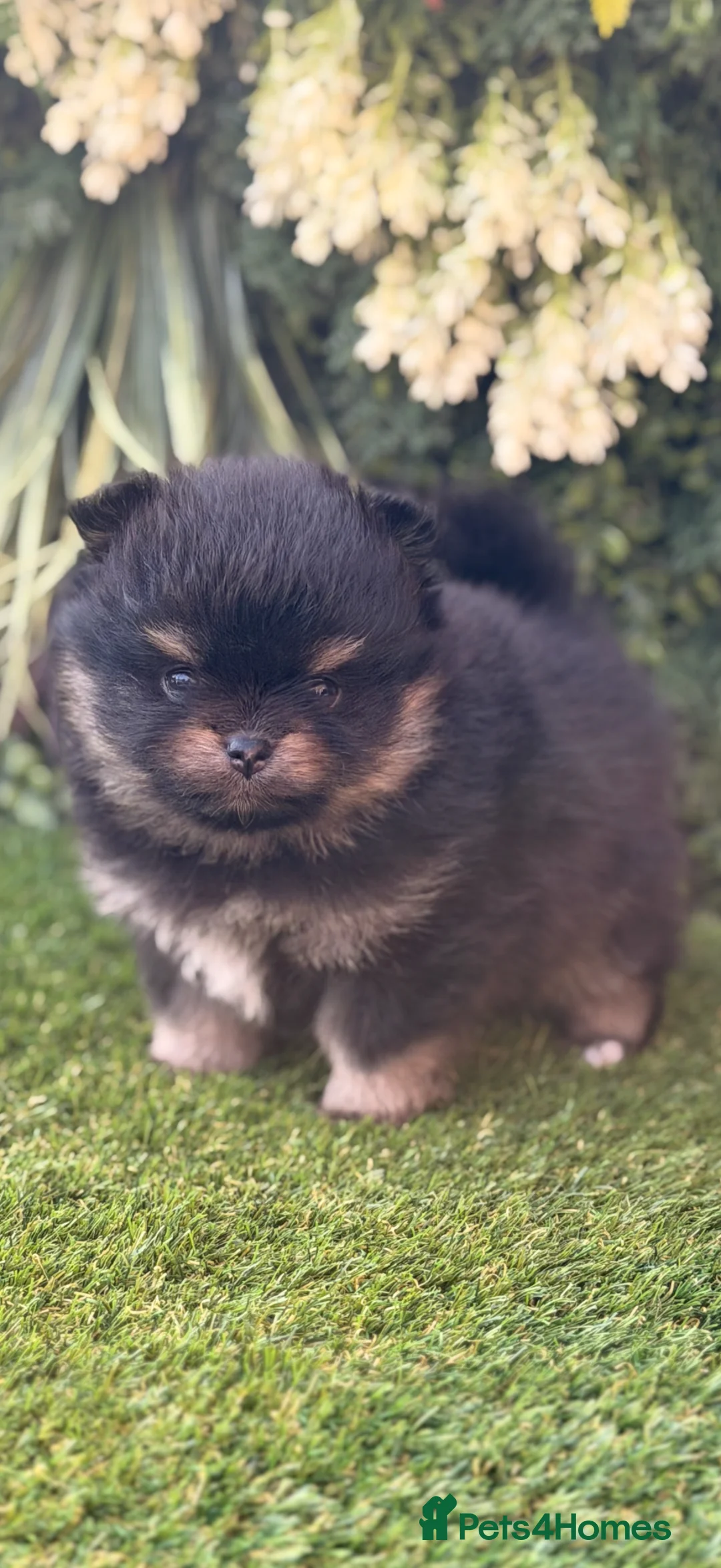 Pomeranian dogs for sale: Adorable Black & Tan Pomeranian Puppies for Sale in Tonbridge - Advert 2