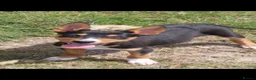 Australian Kelpie dogs for sale: Beautiful kelpie puppies for sale - Advert 4