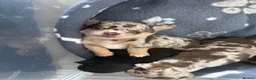 Chihuahua dogs for sale: Adorable Chihuahua Puppies – 1 Boy & 1 Girl in Bristol - Advert 3