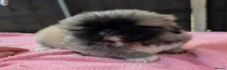 Pekingese dogs for sale: KC Registered Pekingese Puppies top quality  - Advert 16