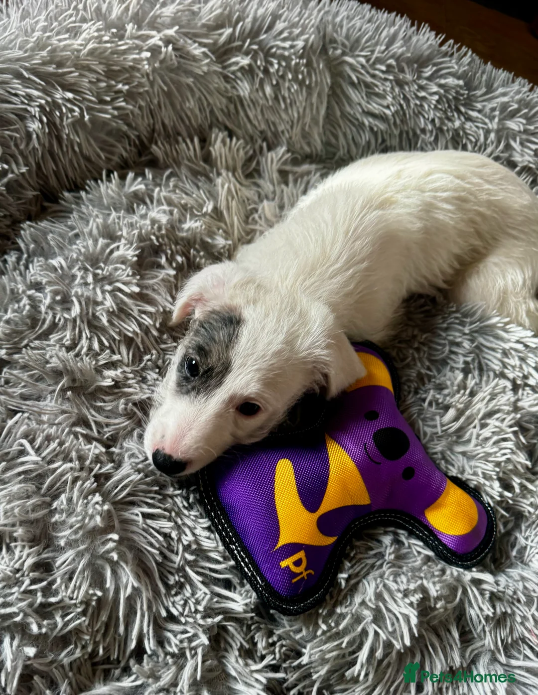 Mixed Breed dogs for sale: Whippet x Poodle READY NOW - Advert 18