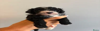 Cavapoo 2