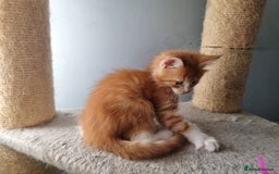 Maine Coon cats for sale: Beautiful Maine Coon kittens  - Image 6