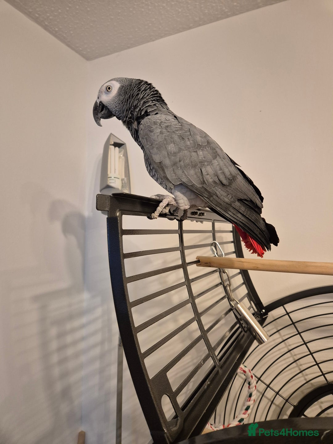 Parrots birds for sale: African grey parrot  - Image 5