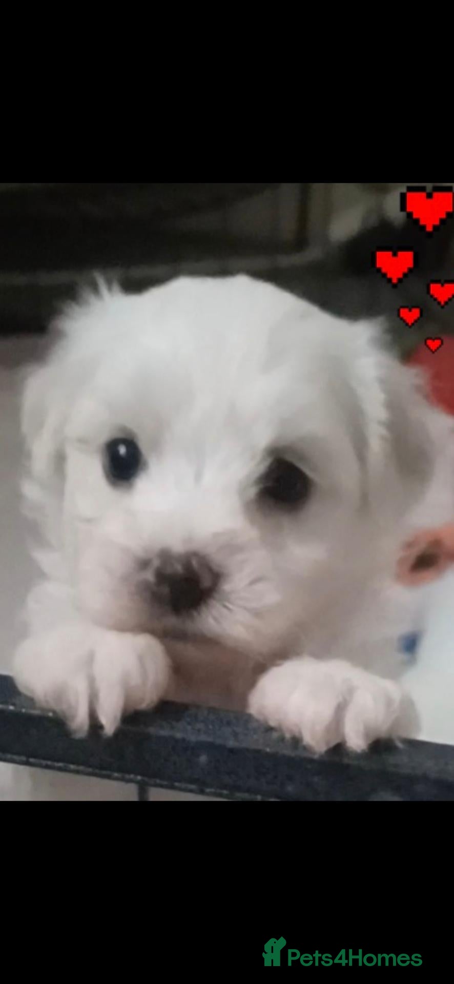 Bichon Frise dogs for sale: GORGEOUS BICHON FRISE - 🩷 3 girls  - Advert 1