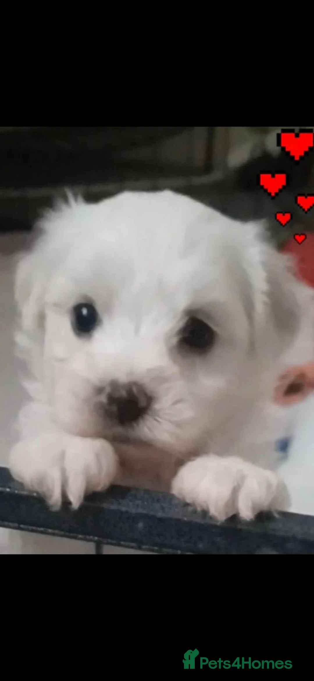 Bichon Frise dogs for sale: GORGEOUS BICHON FRISE - 🩷 3 girls  - Advert 1