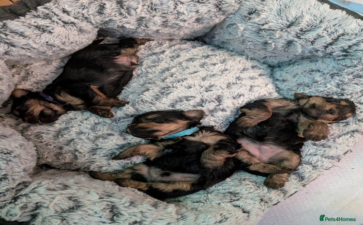Yorkshire Terrier dogs - Advert 3