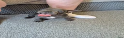 French Bulldog dogs for sale: Male blue french bulldog puppy - Advert 16