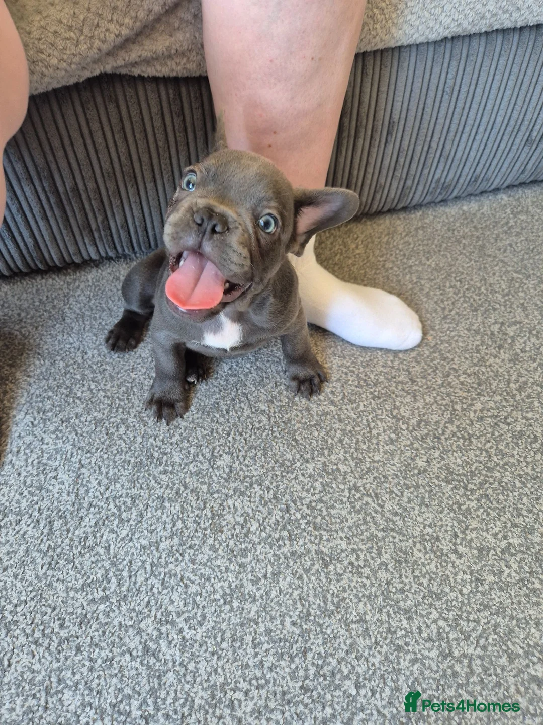 French Bulldog dogs for sale: Male blue french bulldog puppy - Advert 16