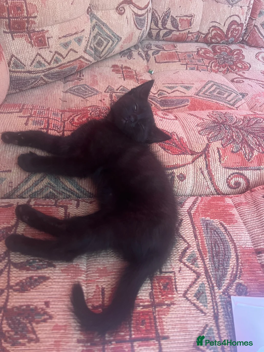 Mixed Breed cats for sale: Two Female Kittens (sisters) in Farnham - Advert 2