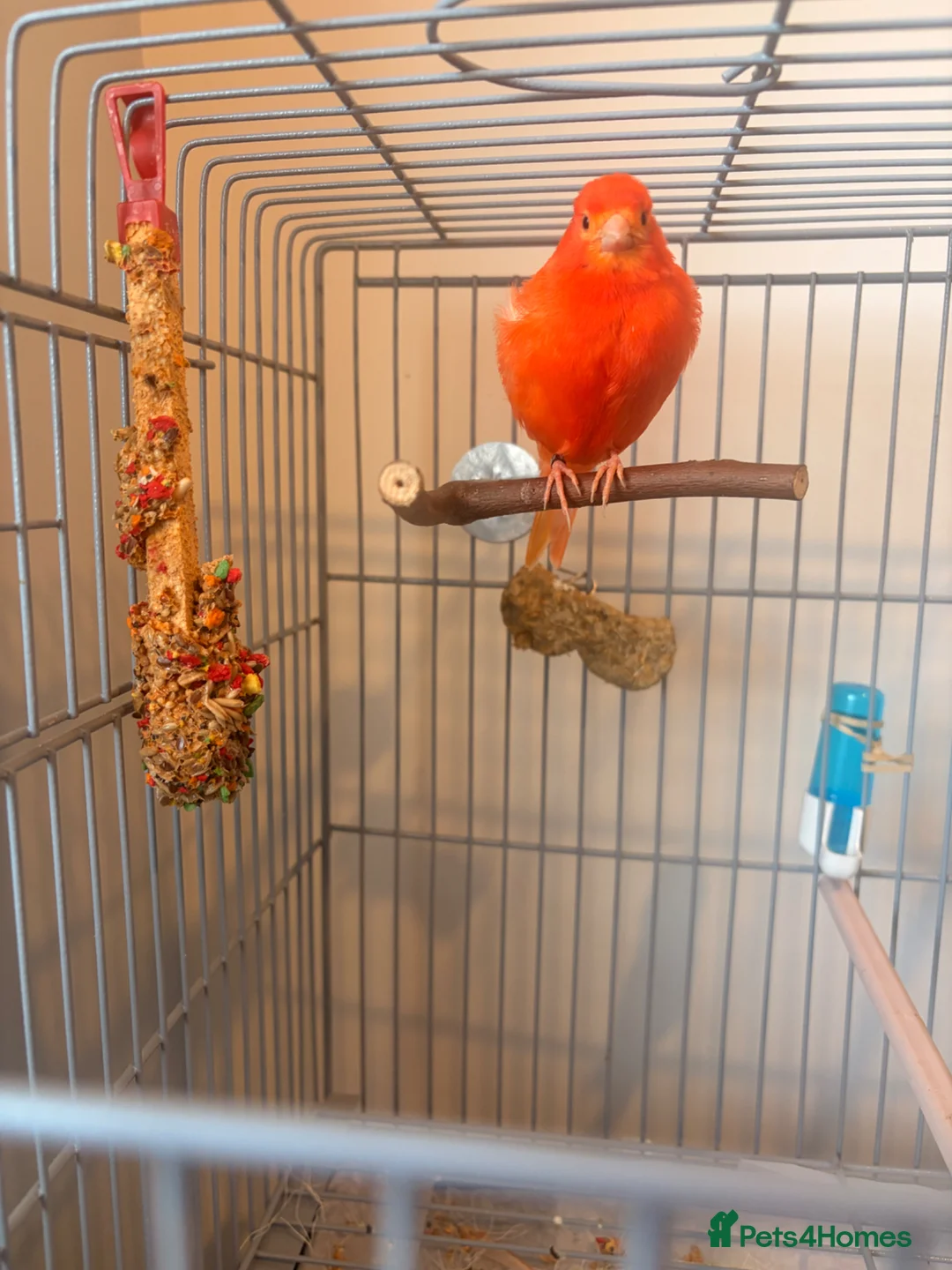 Canaries birds for sale: Beautiful singing red male canary - Advert 2