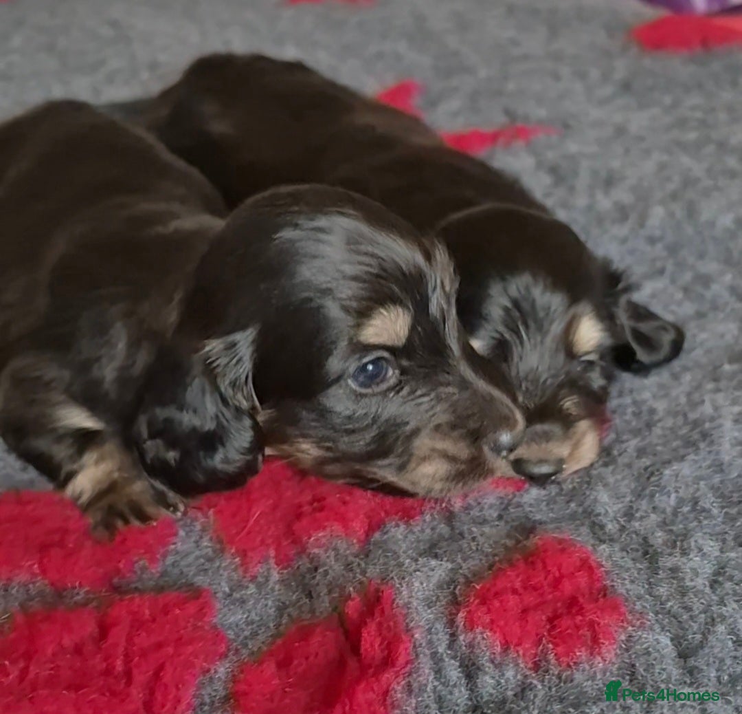 Miniature Dachshund dogs Long Hair Miniature Dachshund Puppies.  - Advert 9