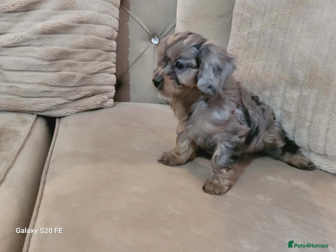 Cavapoo dogs for sale: Cavapoo Merle girl ready for her forever home  - Advert 2