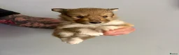 Shetland Sheepdog dogs for sale: Shetland Sheepdog Puppies in Glasgow - Advert 8