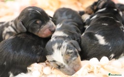 Miniature Dachshund dogs for sale: KC Miniature Dachshund Puppies - Advert 13