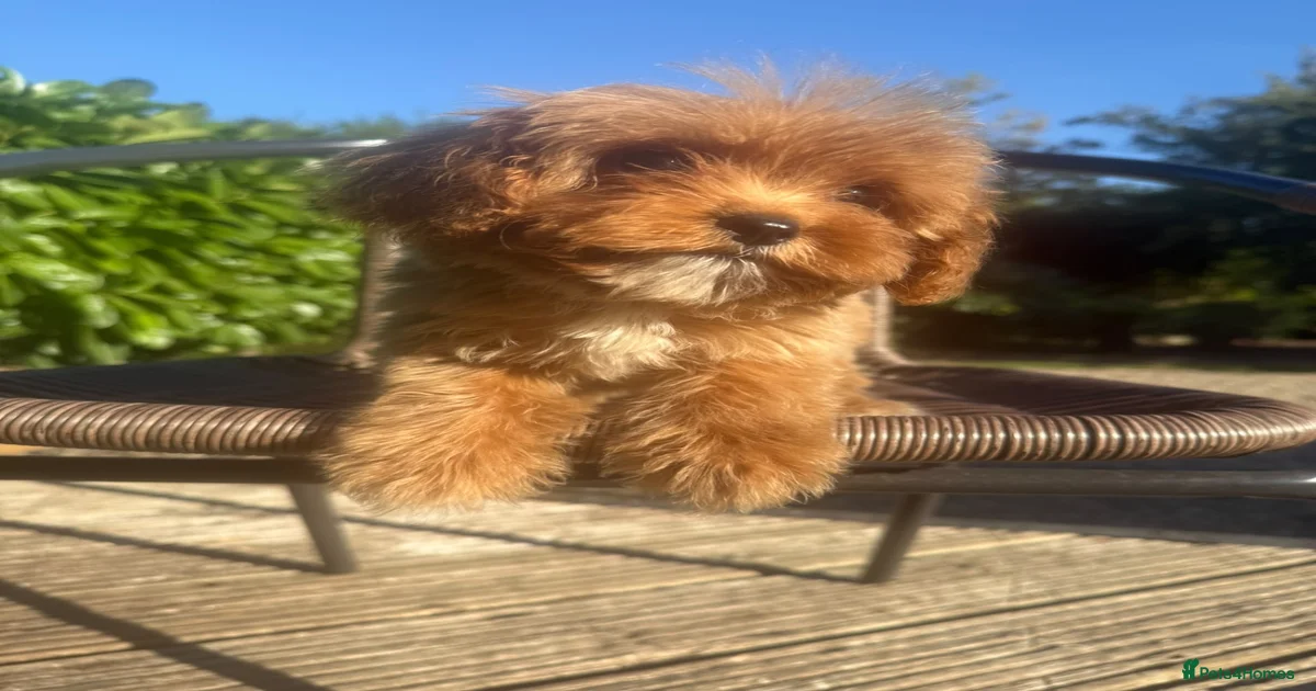 maltipoo-maltipoo-puppies-for-sale-pets4homes