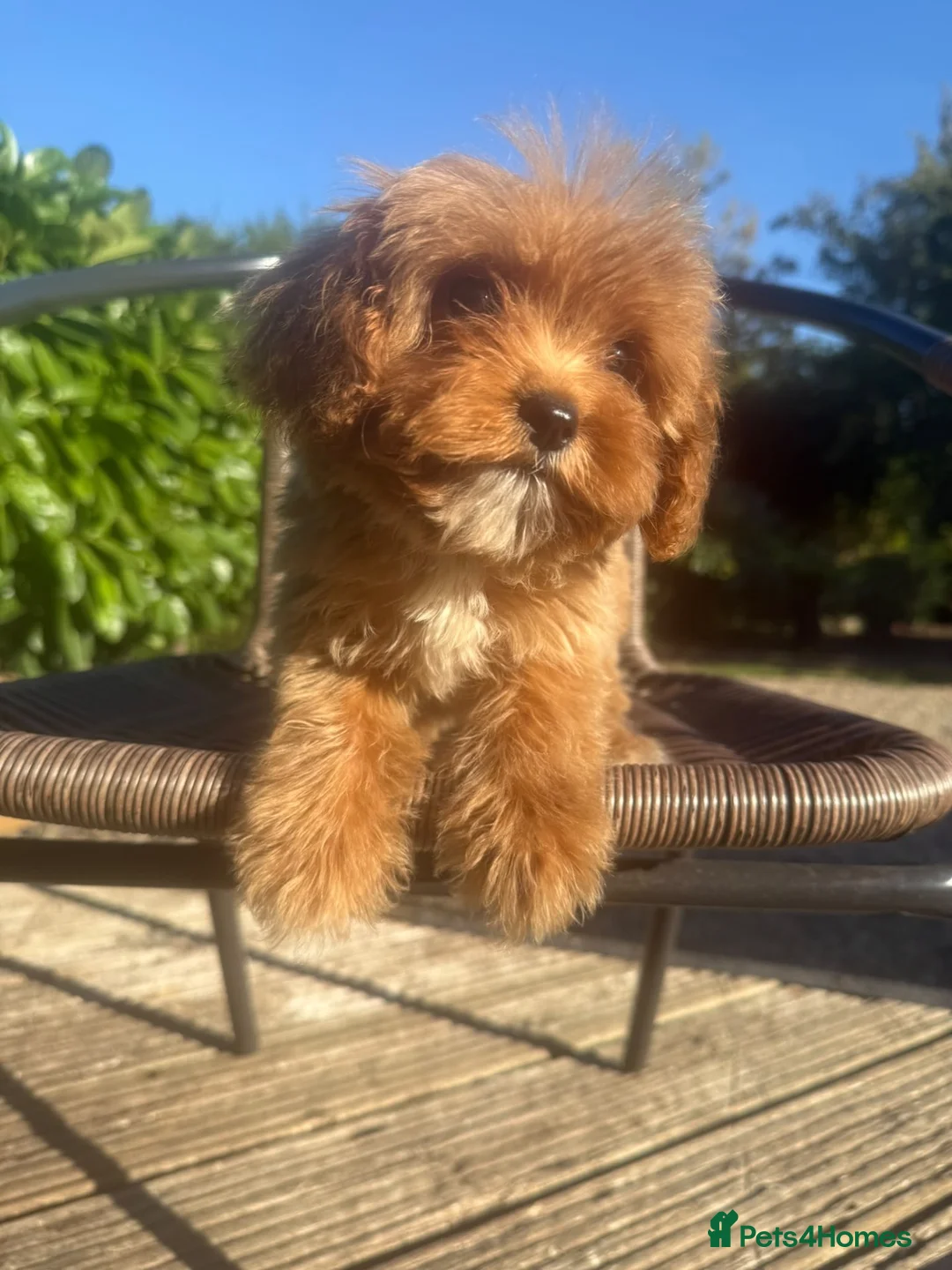 Maltipoo dogs for sale: ❤️ The best of both Asian Cavamaltipoo ❤️ - Advert 1