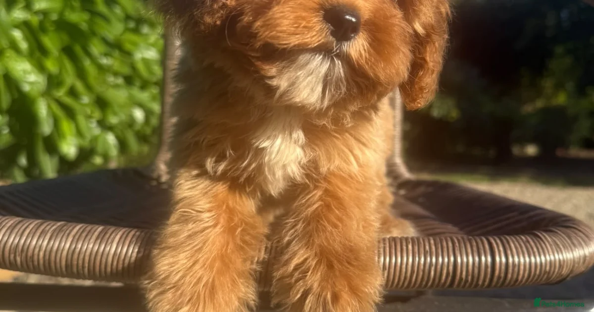 Maltipoo Maltipoo Puppies For Sale Pets4Homes maltipoo-maltipoo-puppies-for-sale-pets4homes