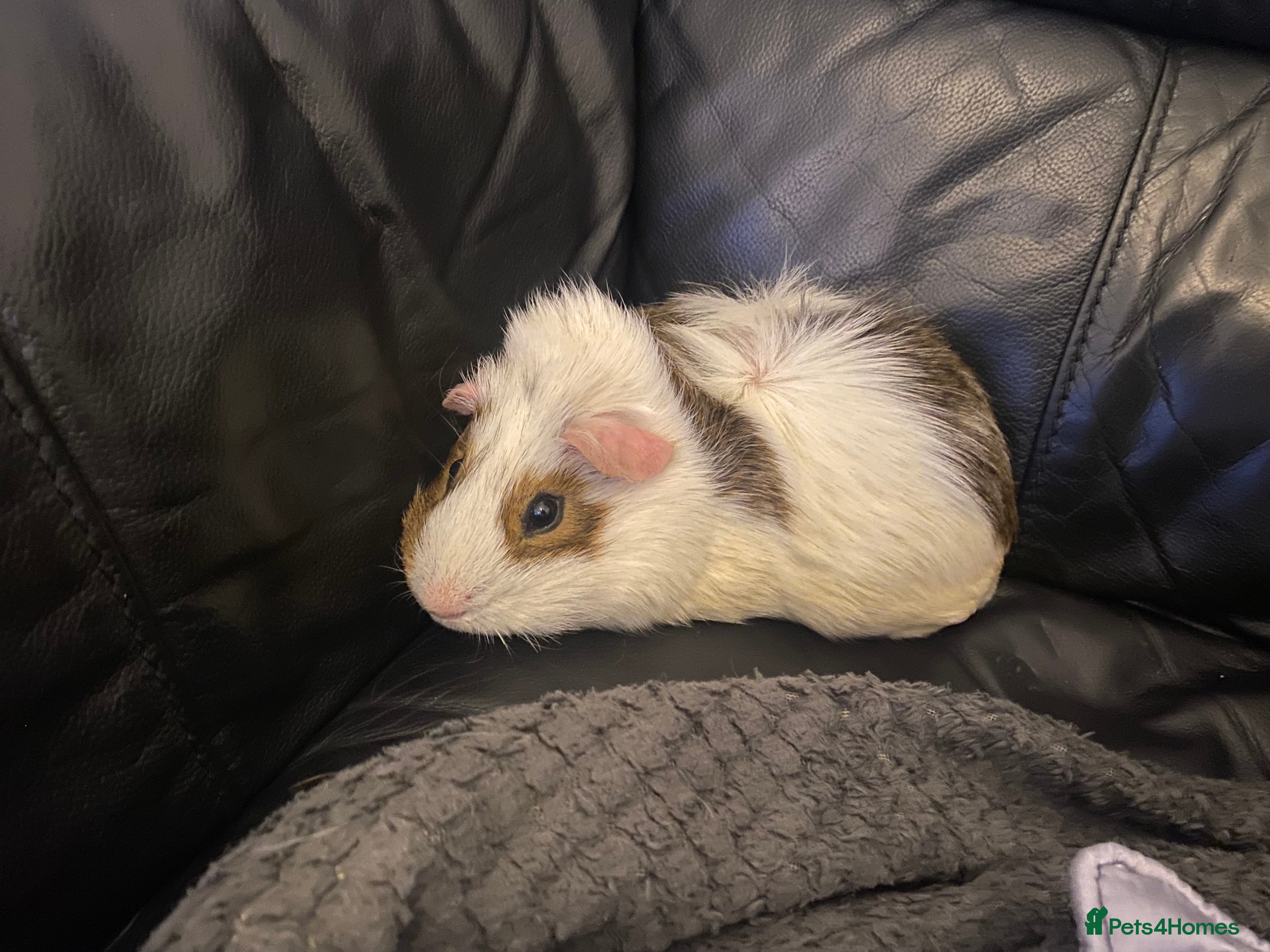 Guinea Pig rodents Abyssinian male guinea pig - Advert 8