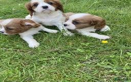 Cavalier King Charles Spaniel dogs for sale: Ready now, cavalier King Charles pups - Image 12