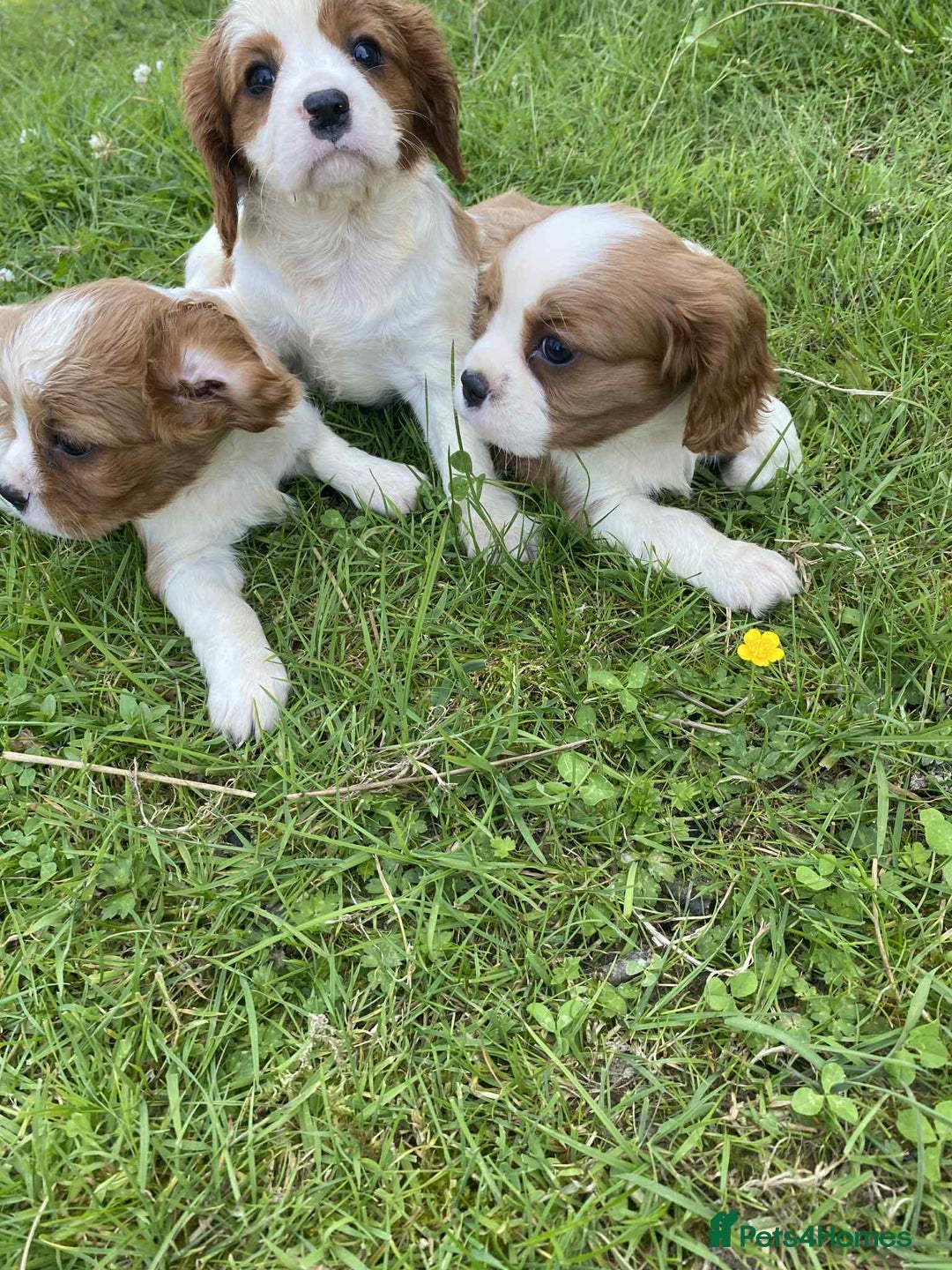 Cavalier King Charles Spaniel dogs for sale: Ready now, cavalier King Charles pups - Image 12