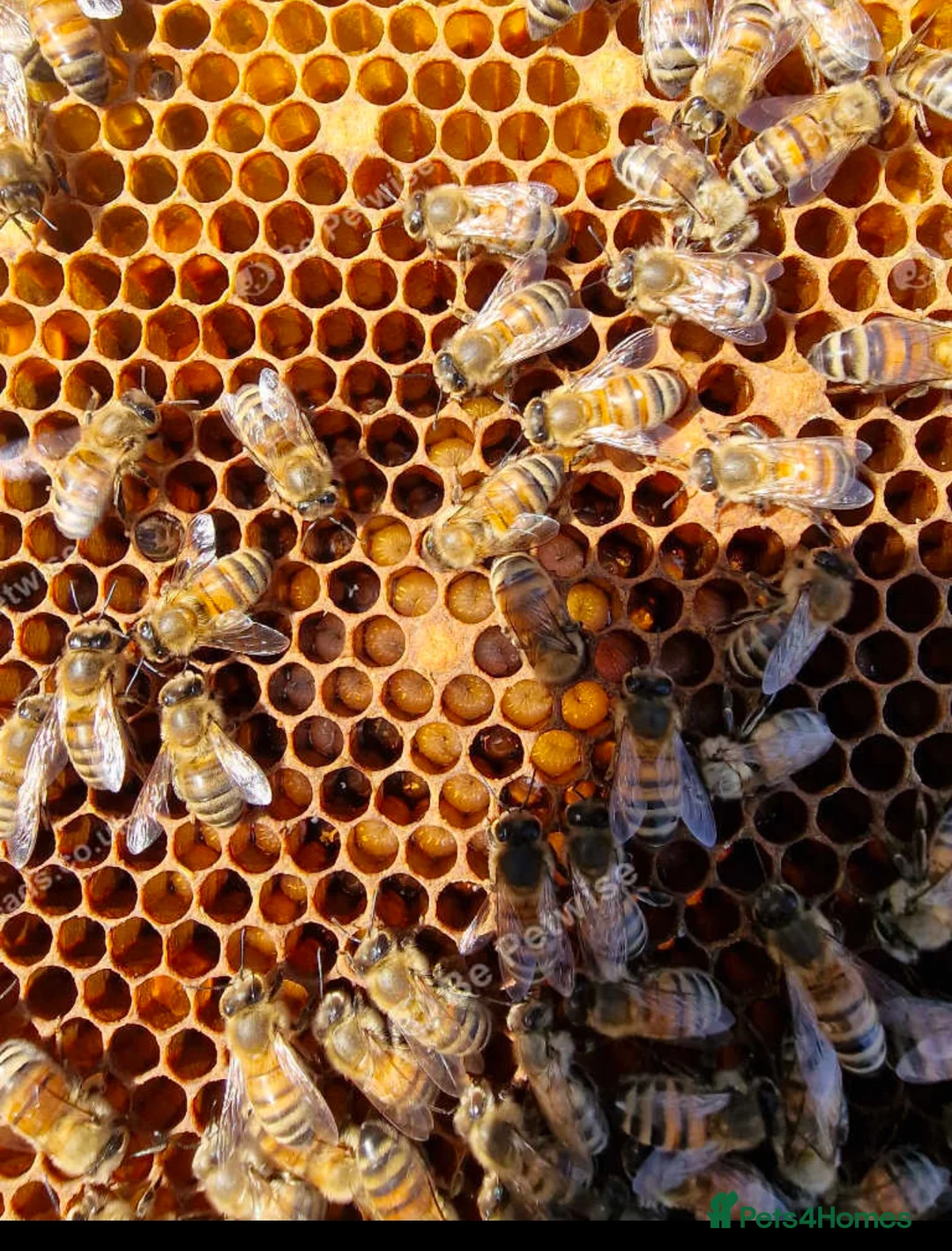 Mixed Breed invertebrates for sale: Over Wintered Nucs for sale. Buckfast Honey Bees.  - Advert 4