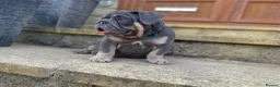 English Bulldog dogs for sale: English bulldogs blue tan fully suited boy & girl - Advert 22