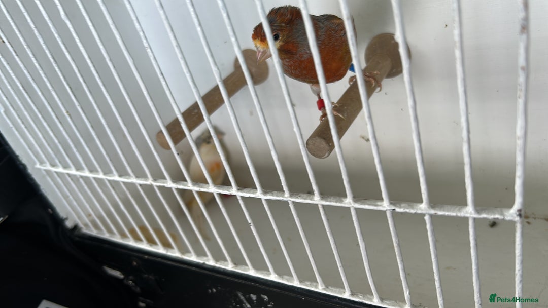 Canaries birds for sale: Canaries  - Image 11