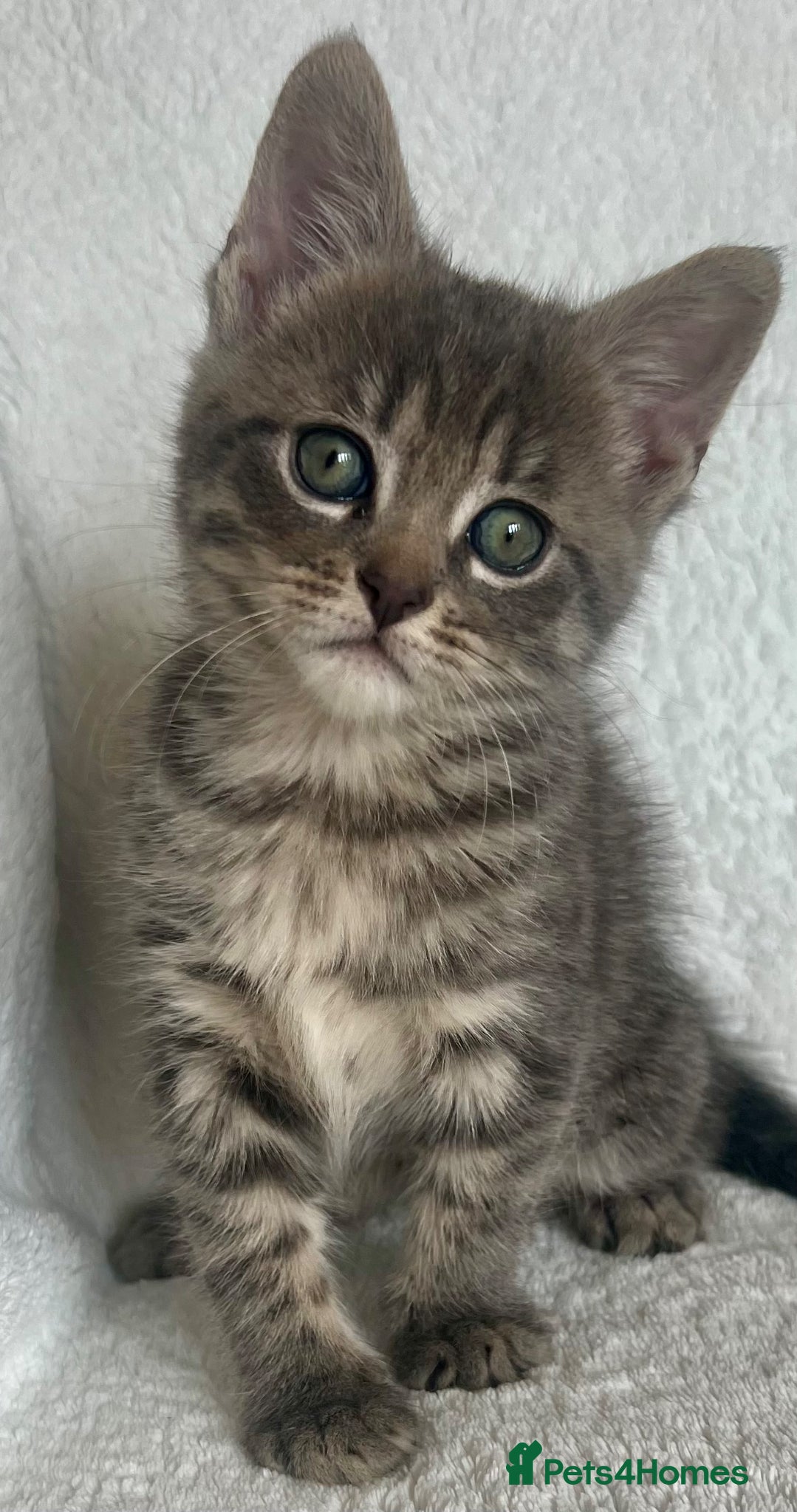 Mixed Breed cats 4 adorable kitties looking for loving homes  - Advert 1