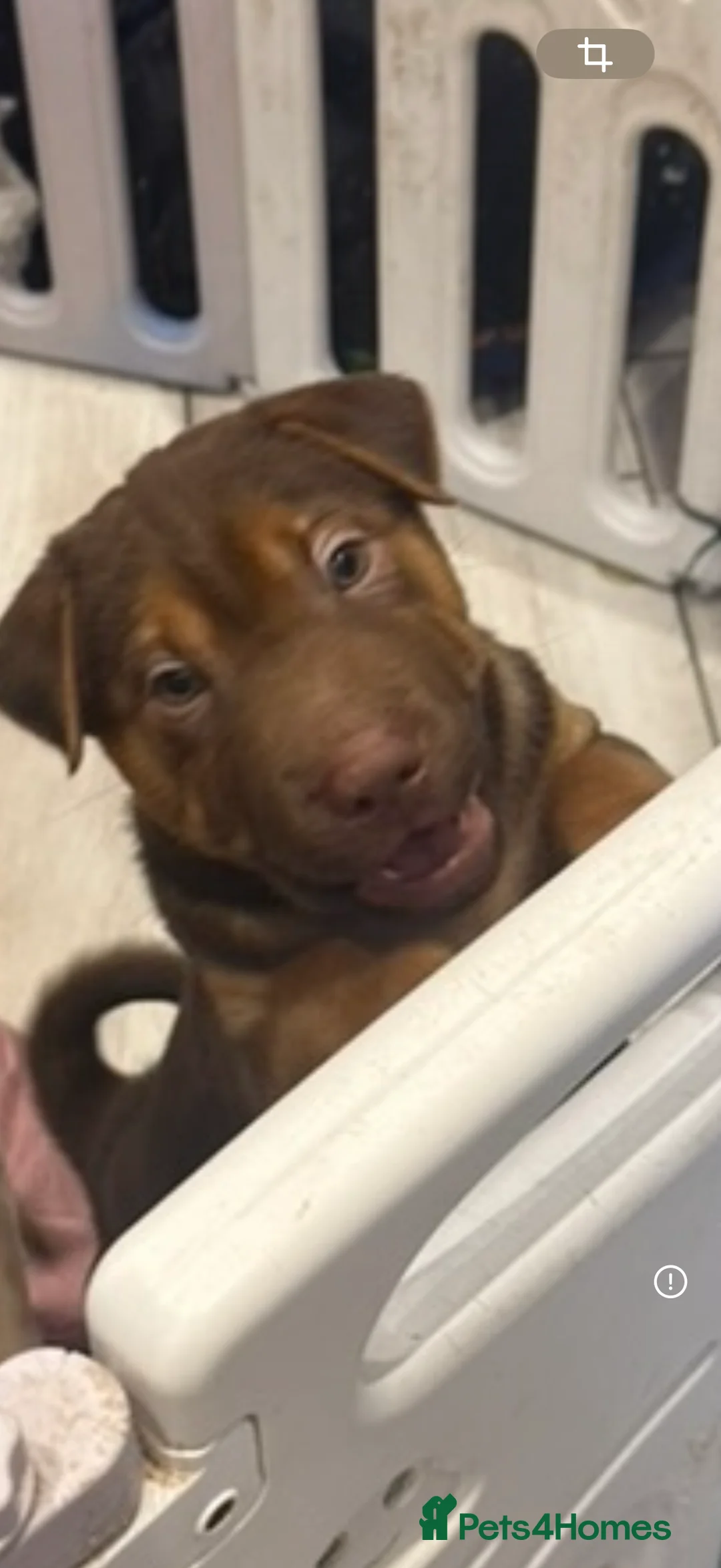 Mixed Breed dogs for sale: Sharpei pups x rhodesian ridgeback - Advert 10
