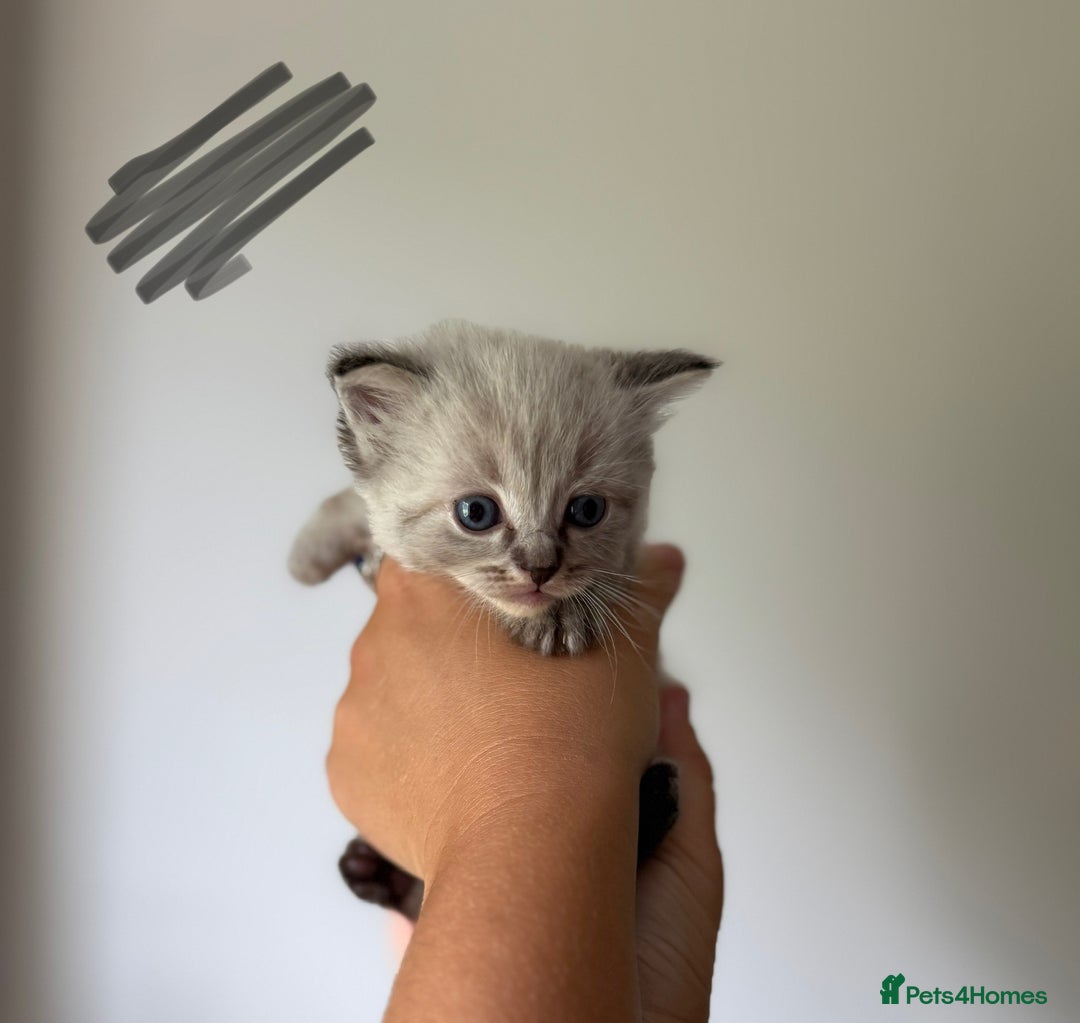 Ragdoll cats for sale: 🐾 Ragdoll kittens - ONE MALE TWO FEMALE LEFT 🐾 - Image 15