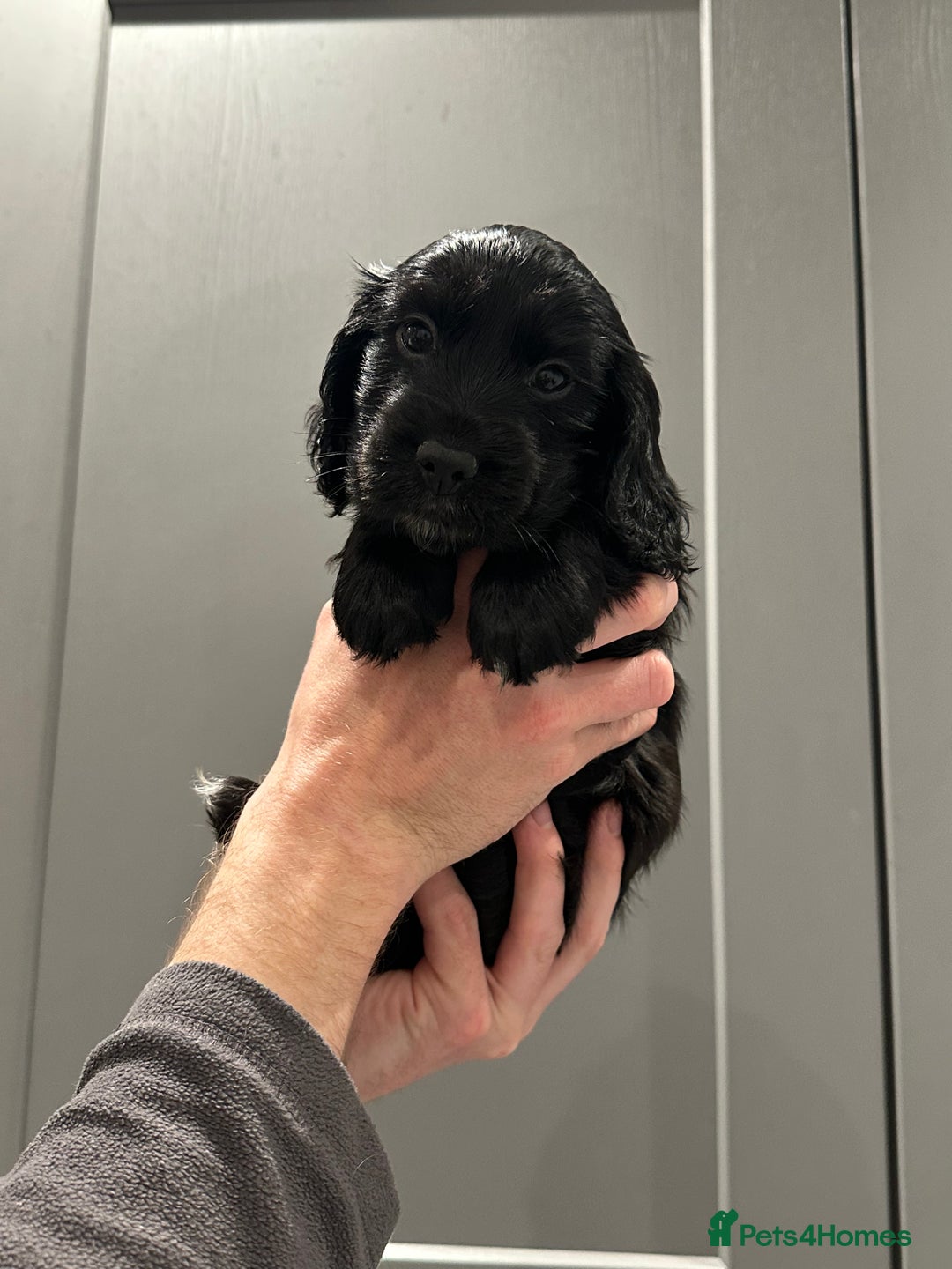 Cocker Spaniel dogs for sale: KC cocker spaniel  - Advert 2