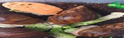Snails invertebrates for sale: Giant African Tiger Land Snails (Achatina achatina - Advert 8