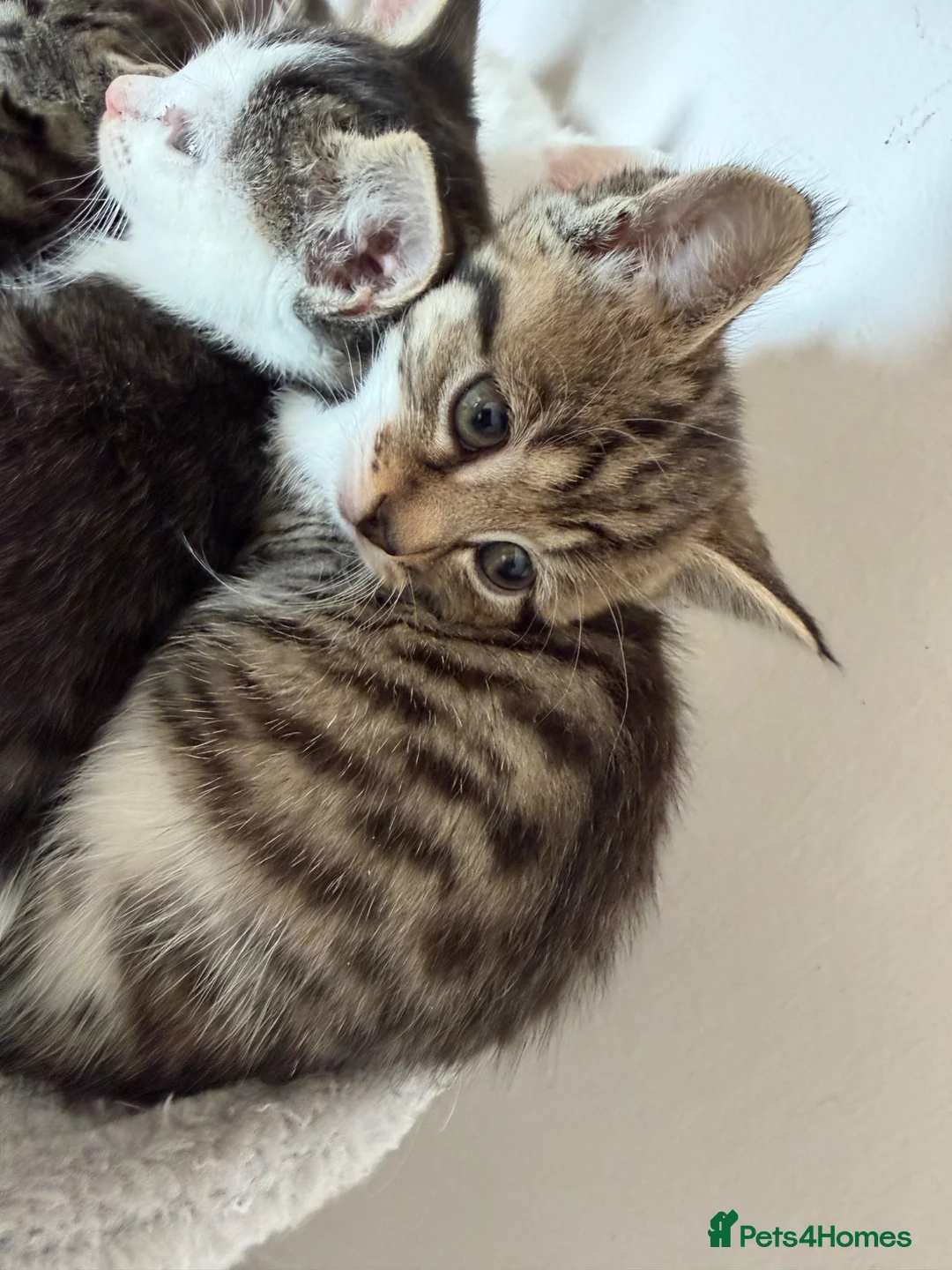 Siberian cats for sale: 3 beautiful female kittens  - Advert 1