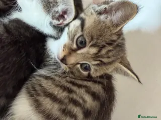 Siberian cats 3 beautiful female kittens - Advert 2