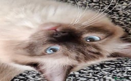 Ragdoll cats for sale: Stunning Ragdoll Kittens - Advert 2