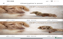 Miniature Dachshund dogs for sale: 🌟 KC registered longhair miniature dachshunds  - Image 12